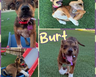 Name: Burt Age: ~ 4 months (DOB 7/1/2025) Breed: Terrier Mix Gender: male Weight: 20 pounds Good with kids: yes! Good with dogs: yes Good with cats: learning Current on vaccinations: yes Fixed: yes Adoption also includes Certified Vet Inspection, and Prior vetting paperwork. Foster location: Appleton Application & Website: https://www.ourpackanimalrescue.com/adoption. Bitty Baby Burt - Internat...