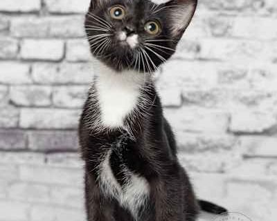 Dot - Domestic Shorthair Female Cat for Adoption