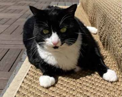 We absolutely love our cat, but with four cats and little ones at home, it s become hard to keep up. She s incredibly cuddly and social truly the best with kids. Our toddler can sit or lay with her, and she just purrs happily the whole time. Her favorite things are purring and rubbing against your leg for attention. She s a big girl, which just means there s more to love! She s the only female ...