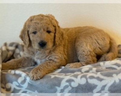 Oakley - Male Goldendoodle Puppy for Sale