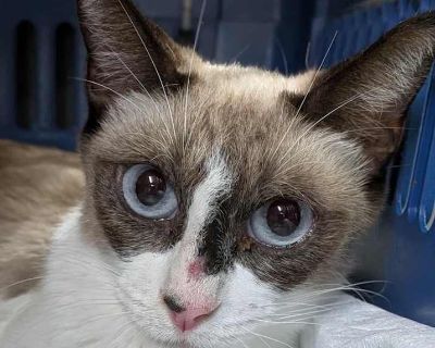 Young. Hair: short. Meet Trixie, a soft-hearted, shy sweetheart who is still learning that humans can be safe and kind. Trixie is a former mama cat, and she has poured so much of her love and care into her babies now it s her turn to be loved. Trixie is a cat who blooms slowly. At first, she may watch you from a distance, taking you in, deciding if you re gentle enough for her heart. But once s...