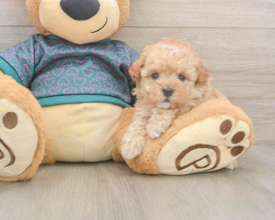 Meet Leland, our 5-week old Purebred Male Poodle Puppy. He is 1lb 8oz @ 5.1 weeks and estimated to grow to 7-10 lbs. Poodles are Cheerful, Intelligent, Lively. Age 5 weeks Birth Date 10/13/2025 Gender Male Current Weight 1lb 8oz @ 5.1 weeks Est Adult Weight 7-10 lbs Registry n/a Vaccinations Up-To-Date On All Shots Vet Inspection (inspected at 8 wks). Poodle Breed Info Elegant and fancy, highly...