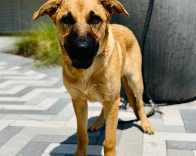 Meet Chewy , a Petstablished German Shepherd Dog Dog