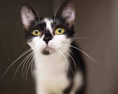 Health Vaccinations up to date, spayed / neutered.. Young Female Small White , Black