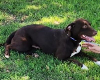 Hershey SR - Labrador Retriever Female Dog for Adoption