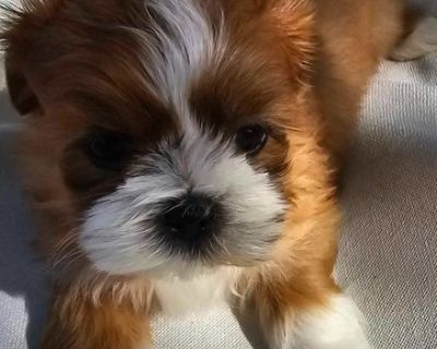 Shih tzu puppies a