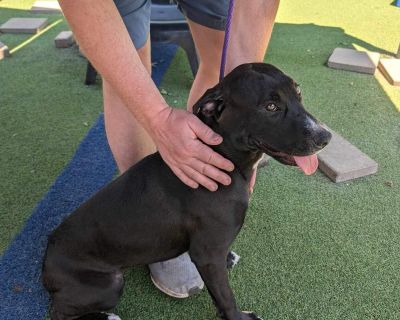 Dolly - Chocolate Labrador Retriever Female Puppy for Adoption