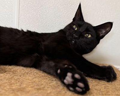 Shoofly - Domestic Shorthair Male Cat for Adoption