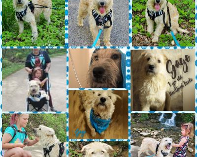 Gage - Wheaten Terrier & Standard Poodle Mix Male Dog for Adoption