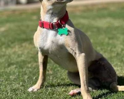 Bennet - Chihuahua Male Dog for Adoption