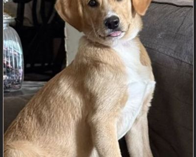 Meet Francis! This handsome 5-month-old pup appears to be a Beagle/Vizsla/Lab mix (his mom is mostly Vizsla). He is a happy-go-lucky, energetic little goofball who loves to have fun and be part of whatever is going on! Francis has been learning his manners and has come such a long way since arriving. He is good with kids, dogs, and cats, making him a wonderful family companion. With continued g...