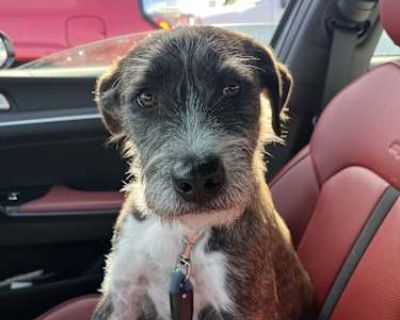 Rylo - Jack Russell Terrier Male Dog for Adoption