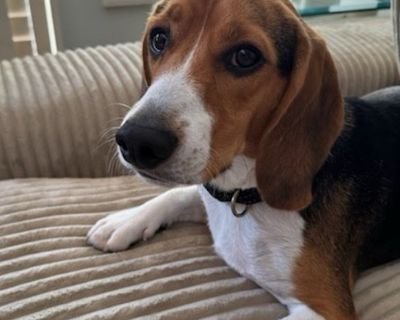 Oh, hi! I'm Archie! Don't you just love my adorable floppy ears and my big puppy-dog eyes? I'm a darling beagle pup who's looking for a furever home! I love people, playing, and curling up for snuggles once I'm tired! I also enjoy romping around outside and sniffing everything that my beagle nose can find! I'm a young dog, so naturally I have lots of energy and a desire to explore! Along with m...