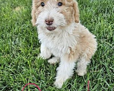 Feather - Aussiedoodle Female Puppy for Adoption