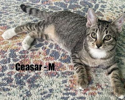 Ceasar Kitten - Domestic Shorthair Male Cat for Adoption