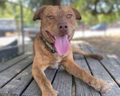 Cinnamon - Labrador Retriever/American Pit Bull Terrier Mix Male Dog for Adoption