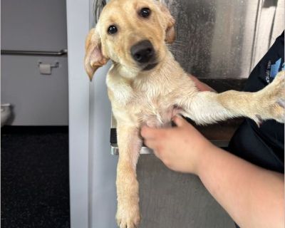 Dumplin - Female Puppy Lab for Adoption
