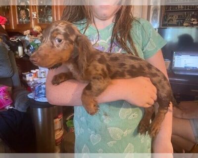 Playful Boy - Dachshund Male Puppy for Sale