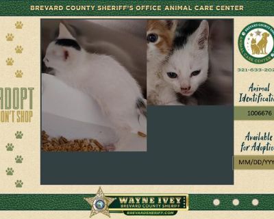 Mitzy - Domestic Short Hair Mix Female Cat for Adoption