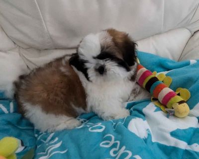 1 Male Shih Tzu Puppy for Sale