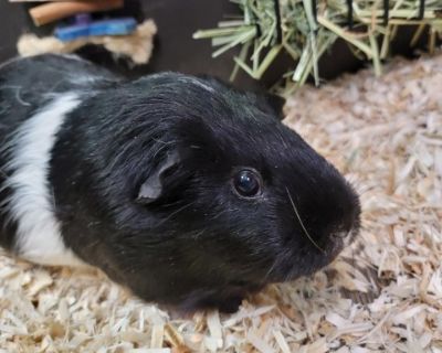 SUGAR - Guinea Pig Female for Adoption