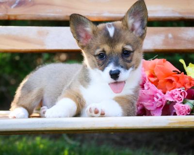 2 Female Pembroke Welsh Corgi Puppies for Sale