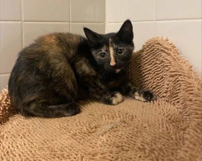 Skunk - Domestic Shorthair Female Kitten for Adoption