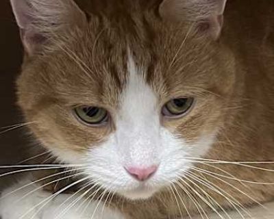 Boots - American Shorthair Male Cat for Adoption