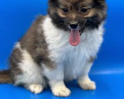 Sterling - Shih Poo/Pomeranian Mix Male Puppy for Adoption