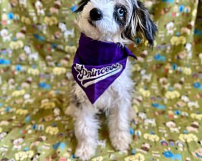 JILLY - Aussiedoodle Female Puppy for Adoption