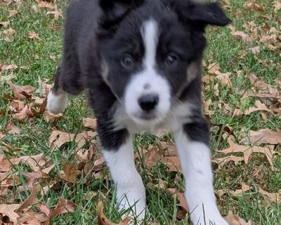 Skylar and Hank's  Border Collie litter . Born September 16, 2025.  3 males  available 1 red and white, 1 black and white, 1 tri black and white.  The litter will be dewormed, 1st shots, and vet checked by Franklin Veterinarian Associates. The litter will be registered with ABCA (American Border Collie Association). The litter will be available for new homes November 11, 2025. Located in Clear ...