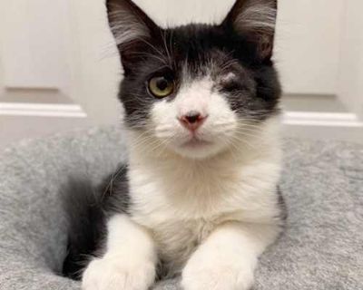 Spayed / Neutered. Breed Domestic Shorthair Color Black (All)/White Age 4 months old, Kitten Sex Male Pet ID 4924 Hair Length