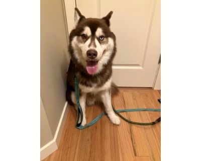 Aero - Alaskan Malamute/Mixed Breed (Medium) Mix Male Dog for Adoption