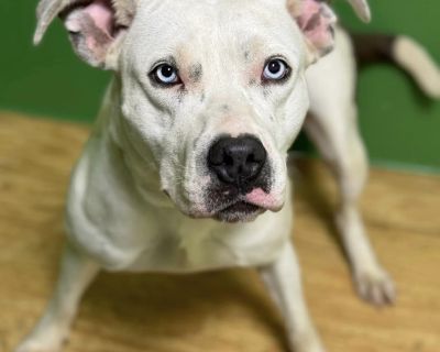 Pheebs - Pit Bull Terrier Mix Female Dog for Adoption