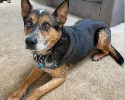 Bandit is 7 years old, 3/4 Australian cattle dog and 1/4 Belgian shepherd. We rescued him from a farm. The couple had sold the farm and were moving and couldn't take him with them. We've had him for about 2 1/2 years. He's neutered, current on vaccinations and chipped. He's house trained, walks on a leash, stays in his kennel when we're gone. He's friendly to young and old. He gets along well w...