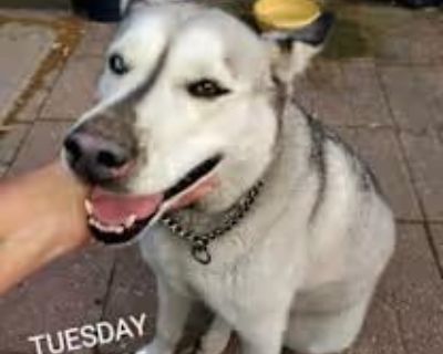 Age/Birthdate: 07/14/2016 Weight: 80lbs Breed Guess: Siberian Husky Fully Vetted: Yes Adoption fee: $175 Any Special Medical or Special Needs: Yes, Takes Proin 1 time a day due to urinary incontinence. The medication has been effective for her resolving incontinence. Temperament with: Dogs: Great Cats: Came from a home with cats Children list specific ages: All ages Strangers: Shy at first then...
