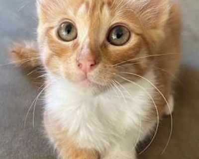 Want to meet? [ Fill out the Application ] , then email it to the contact in this bio.. Good with dogs Good with cats Purebred Shots current Spayed / Neutered Housetrained. Breed Domestic Mediumhair Color Orange or Red Age Young Sex Male Pet ID 21729826-297 Hair Length medium