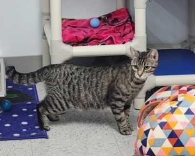 Violet - Domestic Short Hair Female Cat for Adoption