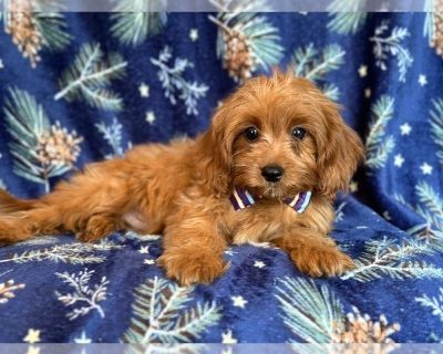 JJ - Cavapoo Male Puppy for Sale