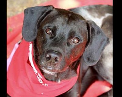 CJ - Labrador Retriever Male Dog for Adoption