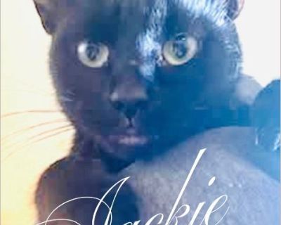 SOS for Gorgeous Survivor Queen, Jackie! %A4 %9D%A4 %8F Believe it or not Jackie was found IN A CEILING, in Syracuse NY, just a few days ago! The kind tenant created a hole to save her! She is a beautiful, sleek black beauty with a single white dot on her chest %8D She's very friendly and sweet! Loves to eat, and is easy to get along with. She just needs a good home, now! Can anyone step up to ...