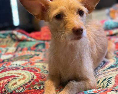 **Please note this is pet is currently out of town pet but we will transport this pet to NJ for you when adopted. All fees listed include transport fees.** Meet Marion Macaroni! This 5-year-old, 11-pound dachshund-chihuahua mix is as sweet and comforting as her name suggests! Marion is a gentle, affectionate little lady who loves everyone she meets kids, cats, and other dogs included. She came ...