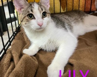 Lily - Domestic Short Hair Female Cat for Adoption