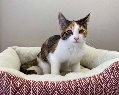 Callie - Domestic Shorthair Female Cat for Adoption