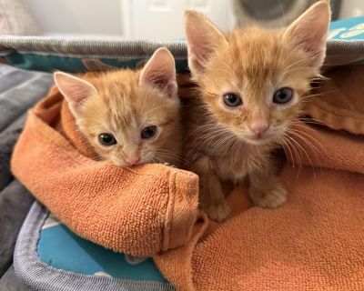 Meet Pumpkin & Spice!! *We prefer they be adopted together but are potentially open to seperate adoptions also *available for pre-adoption will be able to go to their forever home starting the week of November 17th Pumpkin & Spice are 2, 9 week old male kittens who are ready for their next adventure! Both very friendly and adventurous they are looking for the perfect family for them! Adopt Pump...