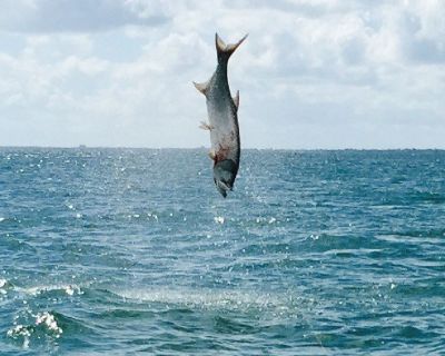 The Fish Charters That Will Exceed Your Expectations