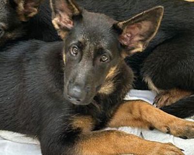 Tripp - German Shepherd Dog Male Puppy for Adoption