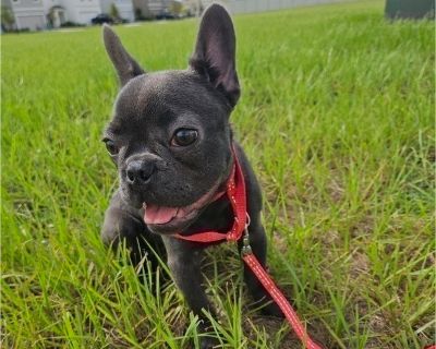 Lasy - French Bulldog Female Puppy for Sale