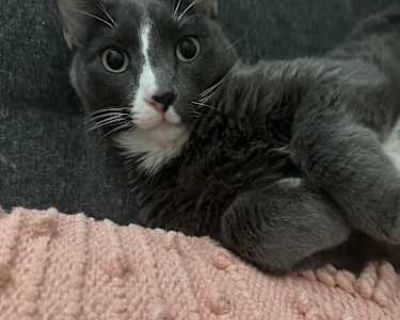 Skeeter is 7 years old, unsure of breed. We got him from coworker along with his brother Skooter. He s an indoor cat. He s a very lovable cat. He loves belly rubs. He is scared of the rain, so you can find him trying to find a place to hide. (usually under the blanket or in the closet. We are moving and have a little one so we re trying to find another home for our cats. They deserve the attent...