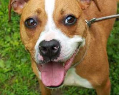 Mazeleigh - Boxer/American Pit Bull Terrier Mix Female Dog for Adoption